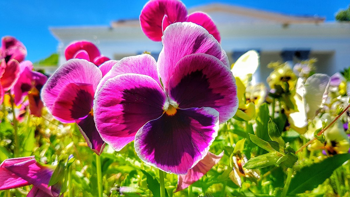 Анютины глазки