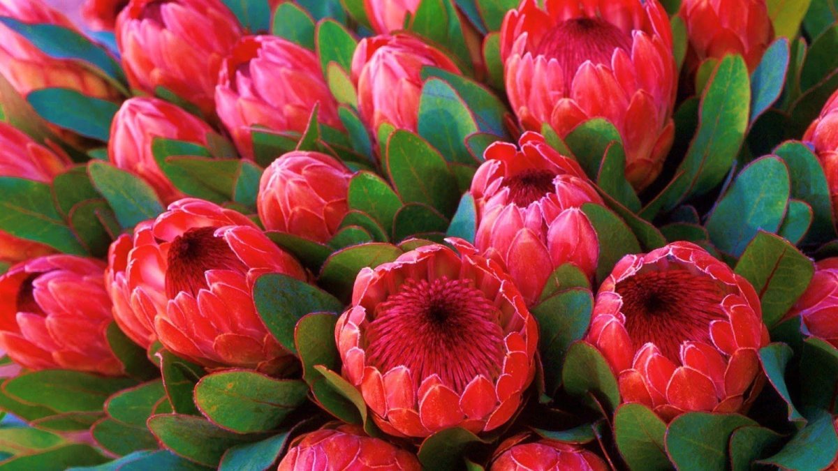 Протея цветок