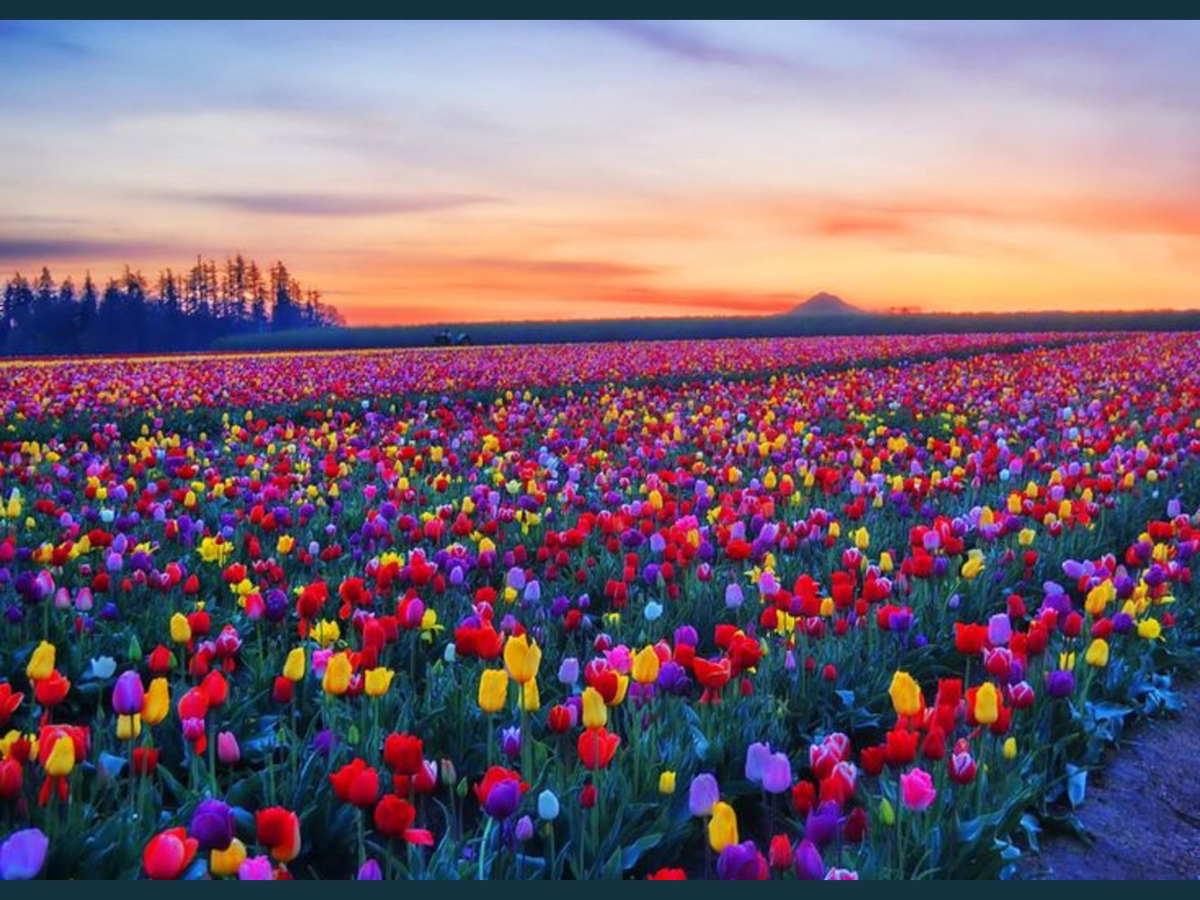 Skagit Valley, Washington