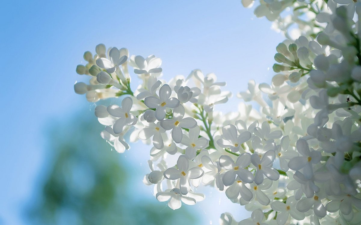 Белая сирень