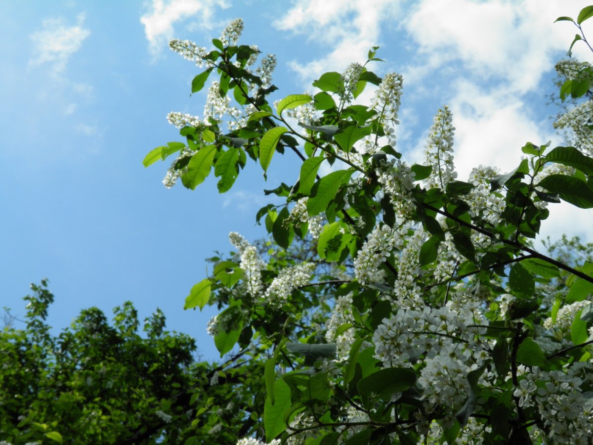 Черемуха дерево на белом фоне