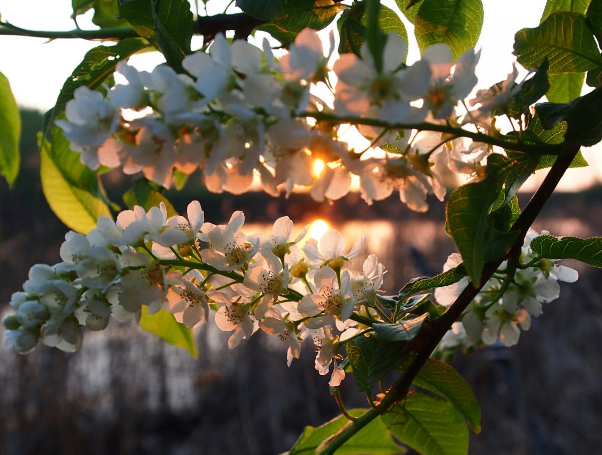 Природа Цветущая черемуха