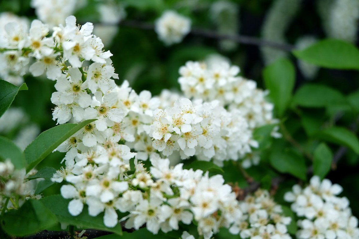 Черёмуха белая кустарник
