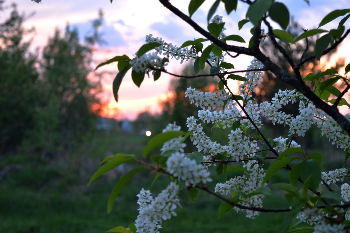 Черемуха цветет