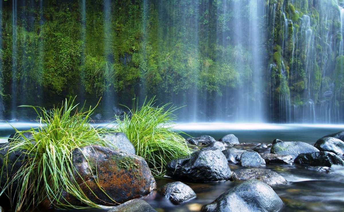 Живая природа