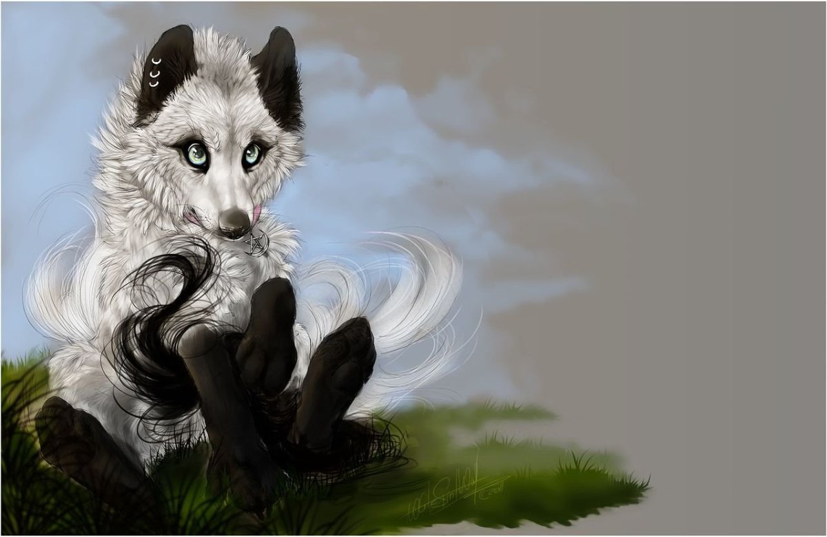 Белый волк с черными ушами