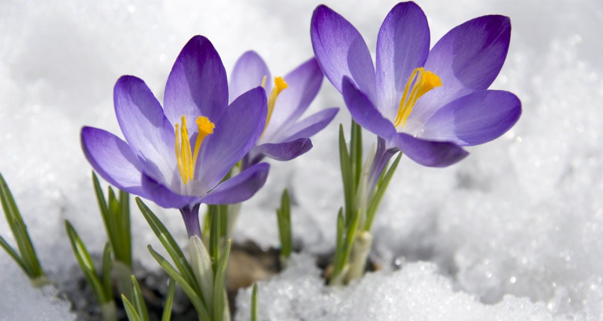 Цветы в вазе