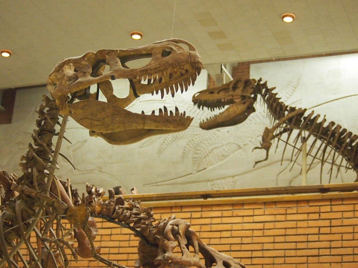 Палеонтологический музей в Москве скелет тираннозавра
