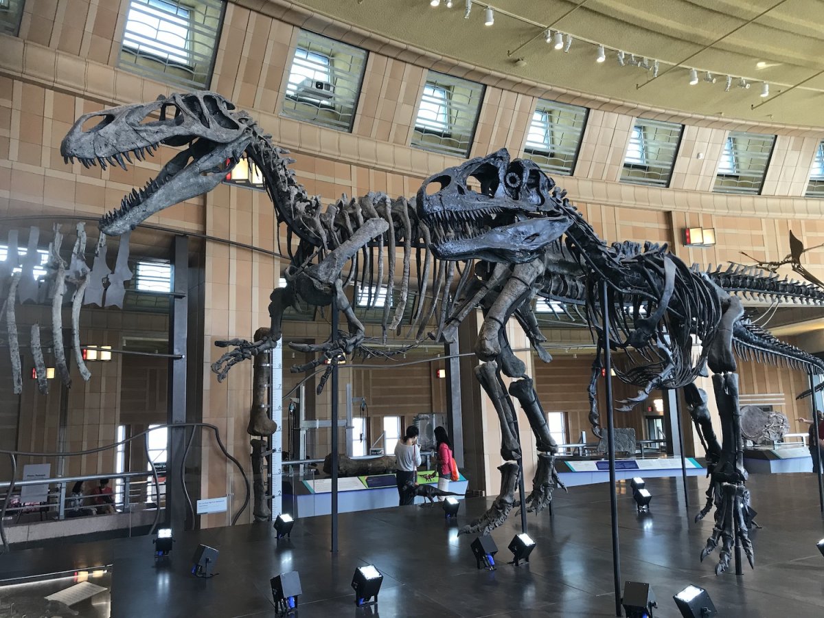 Эрэн Хото музей динозавров