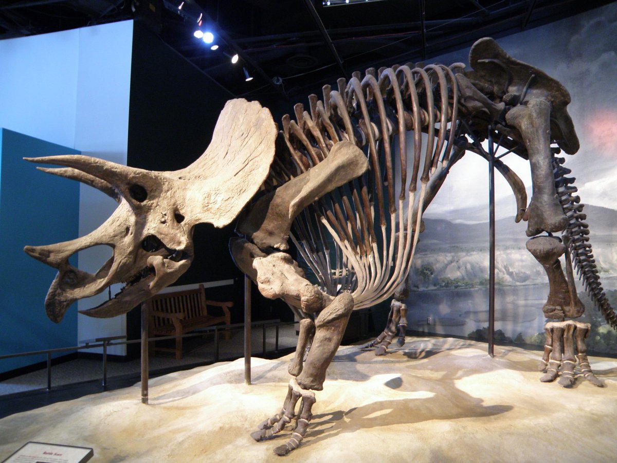 Дарвиновский музей кости динозавров