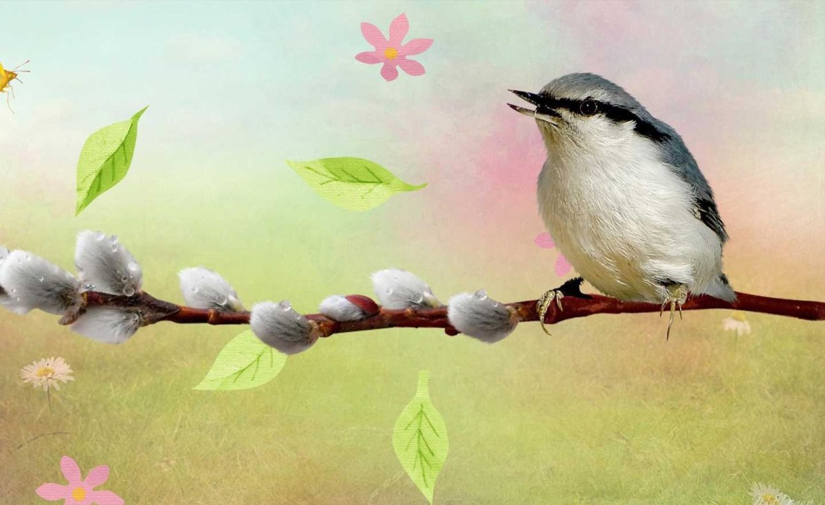 Весна птицы