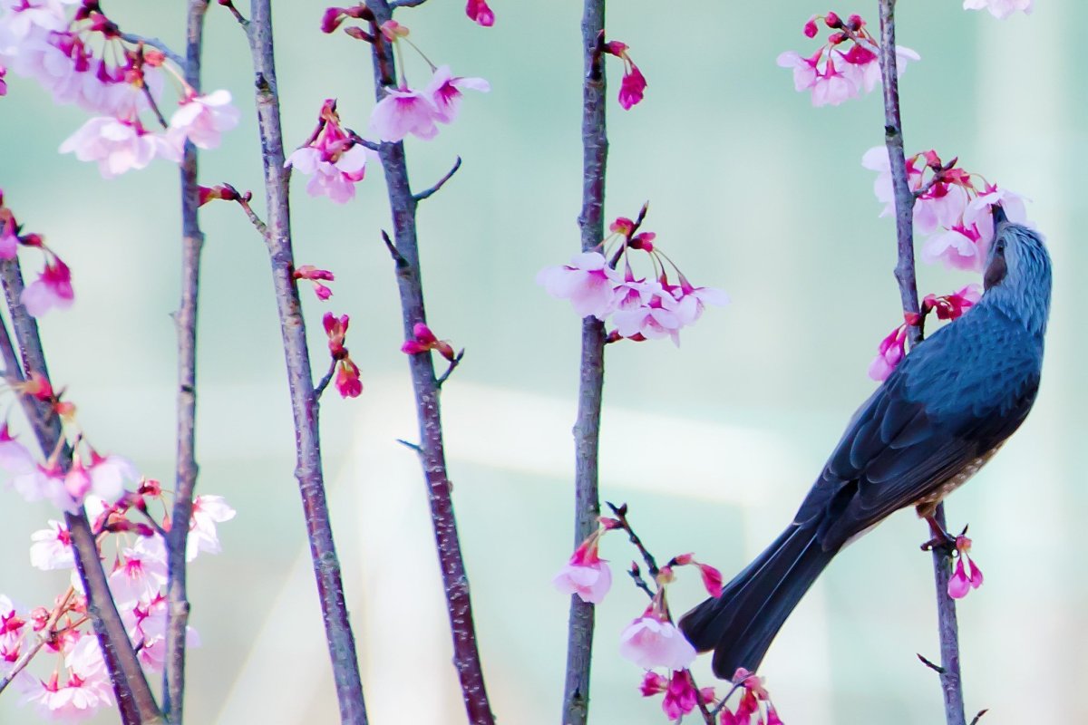 Утро птицы солнце