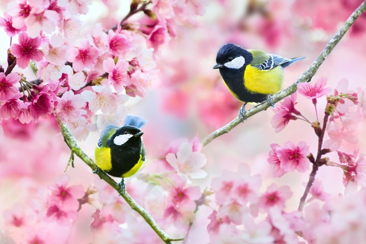 Весна цветы птицы