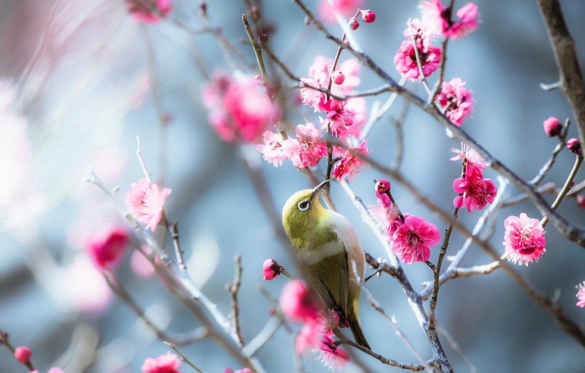 Японская белоглазка