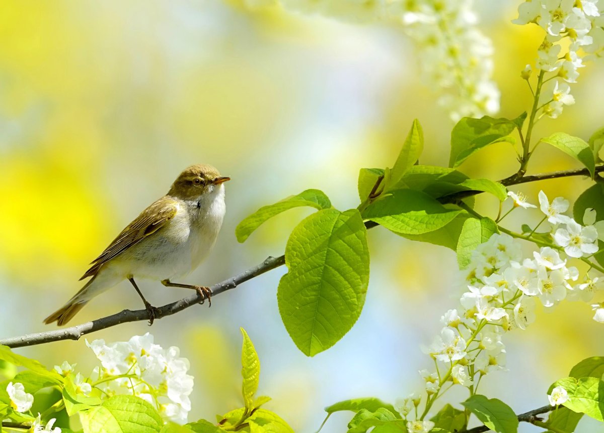 Птица на цветущей ветке