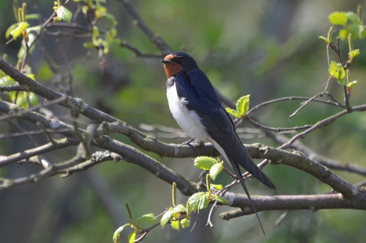 Птицы радуются весне