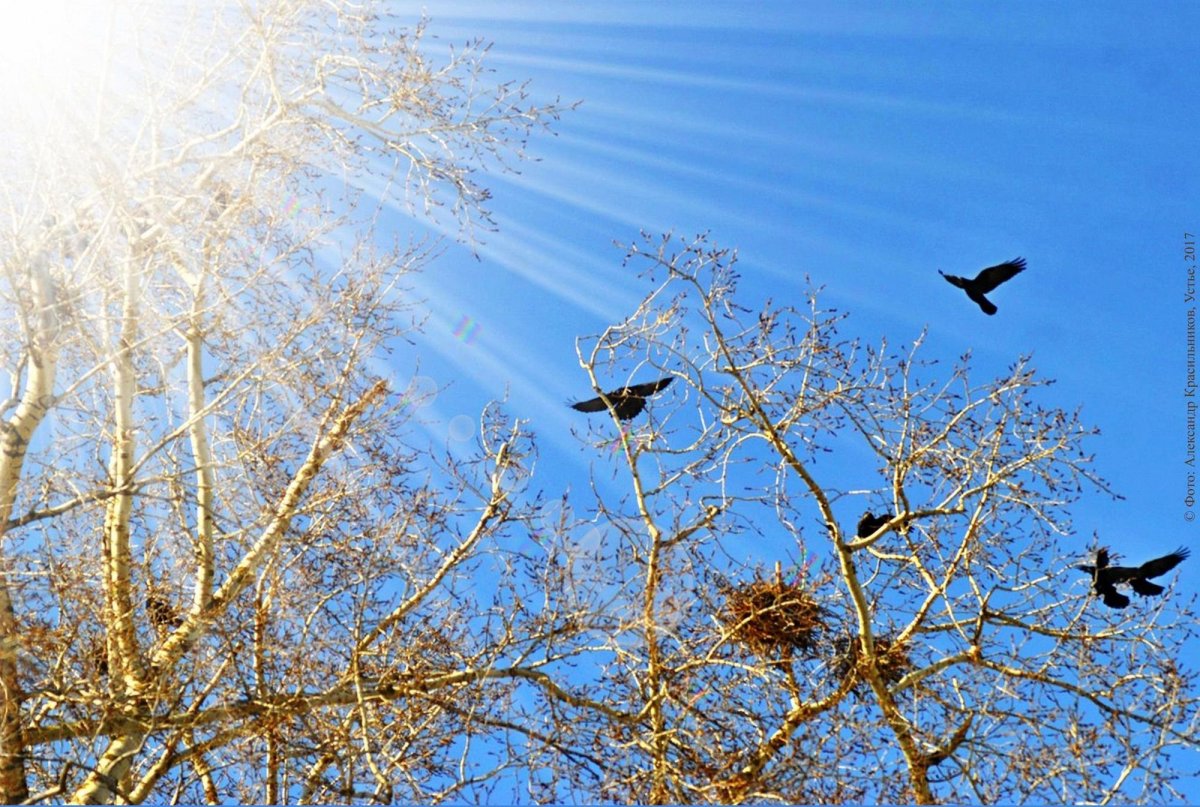 Весна ласточки