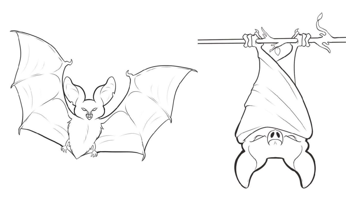 Летучая мышь сбоку рисунок