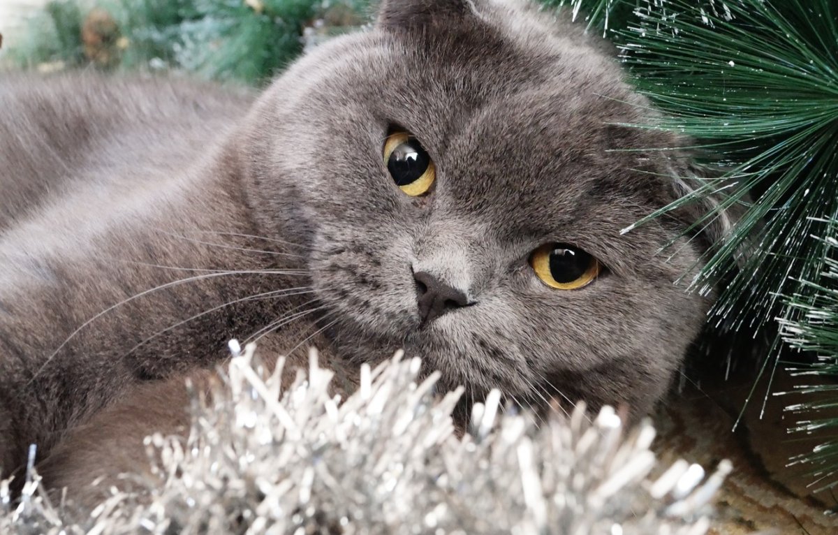 Шотландская вислоухая кошка