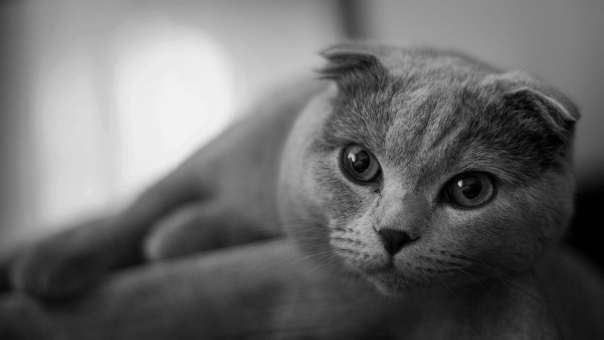 Шотландский вислоухий скоттиш