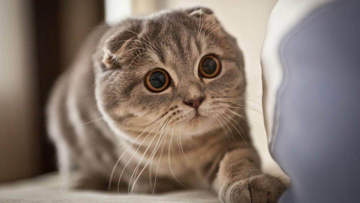 Скоттиш-фолд Шотландская вислоухая