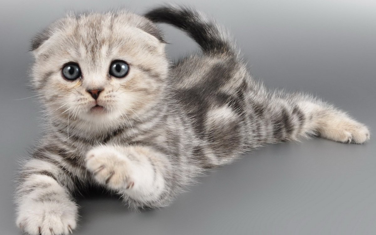 Вислоухий скоттиш фолд Султан