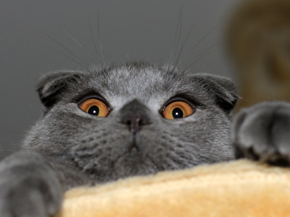 Скоттиш фолд