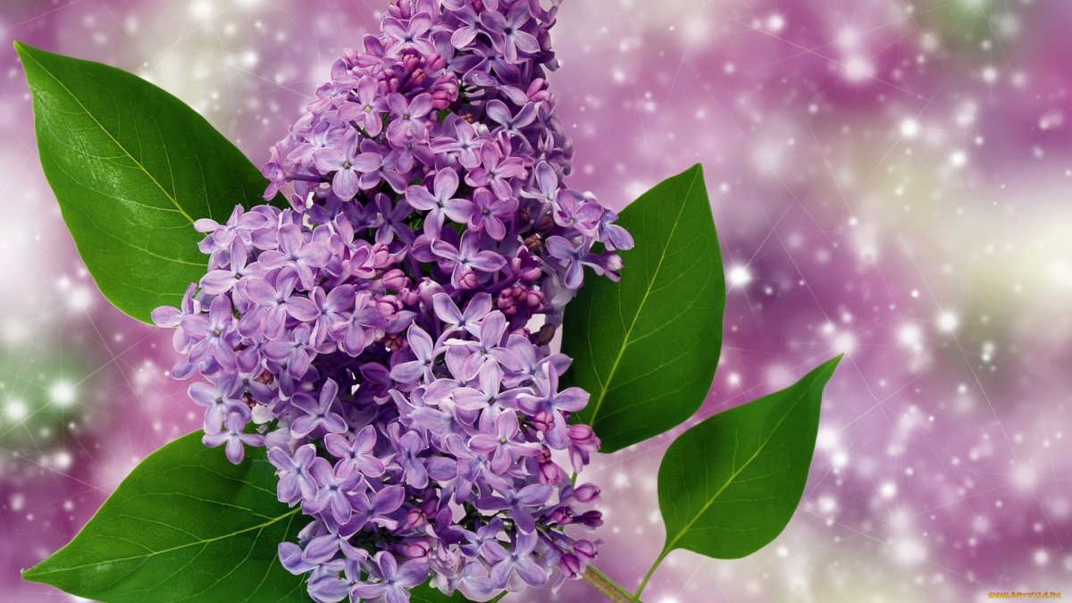 Сирень широколистная