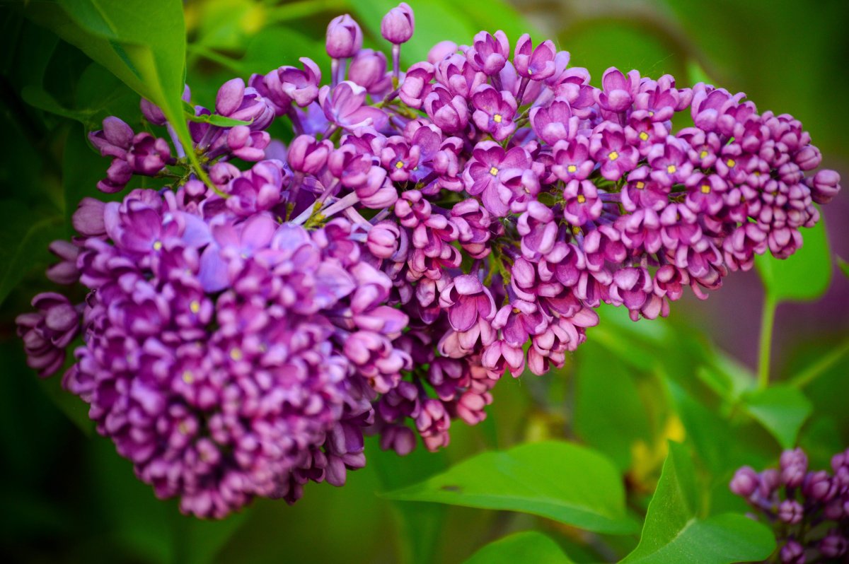 Сирень Кэнди Роуз