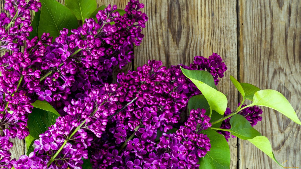 Хромакей сирень