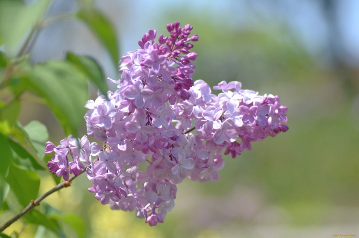 Сирень Шуберта