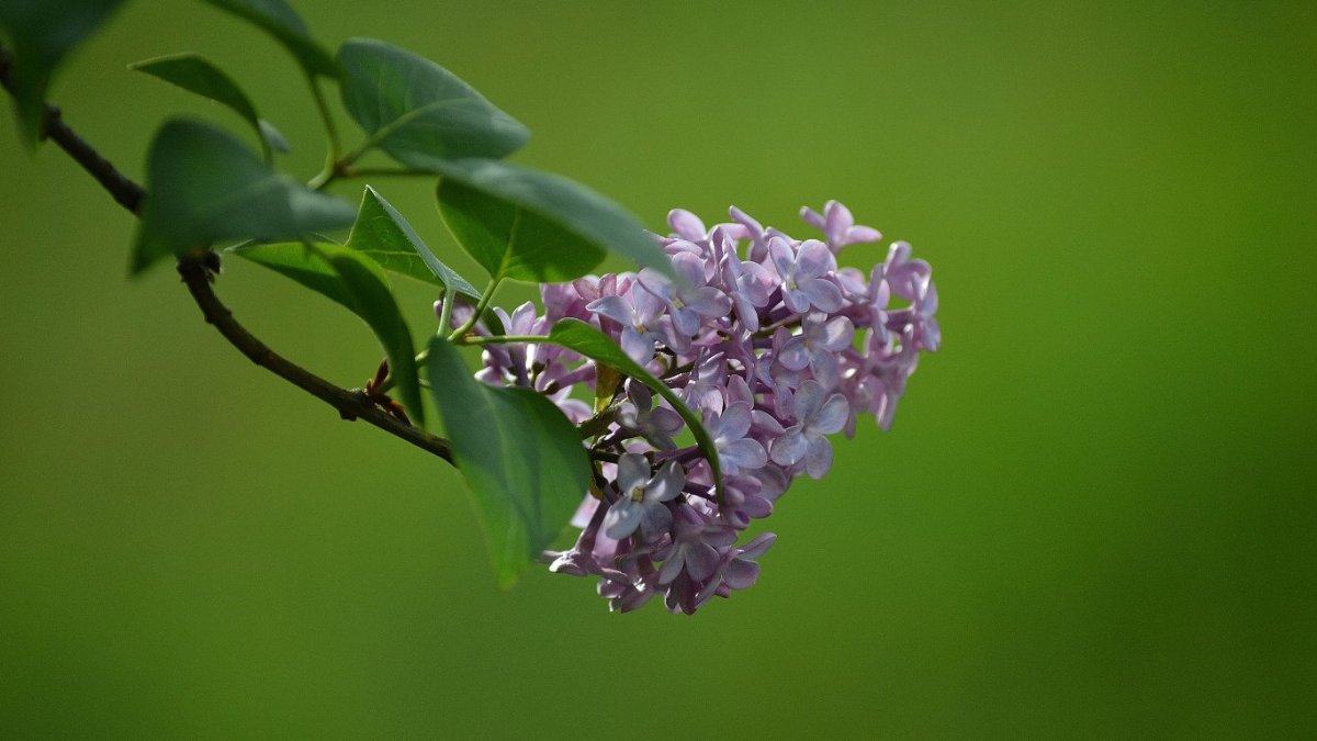 Сирень Байкал