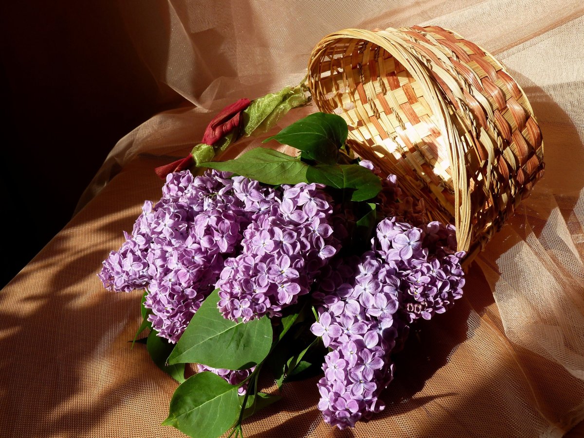 Сирень на черном фоне