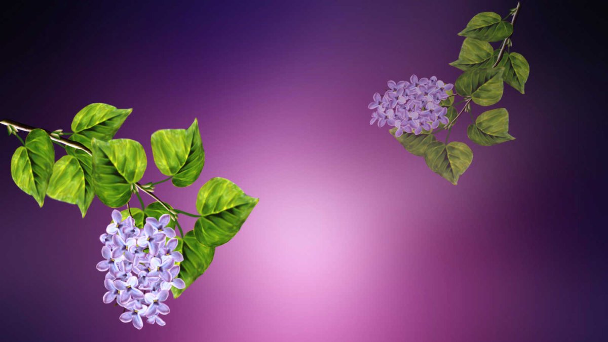 Сирень Ладога