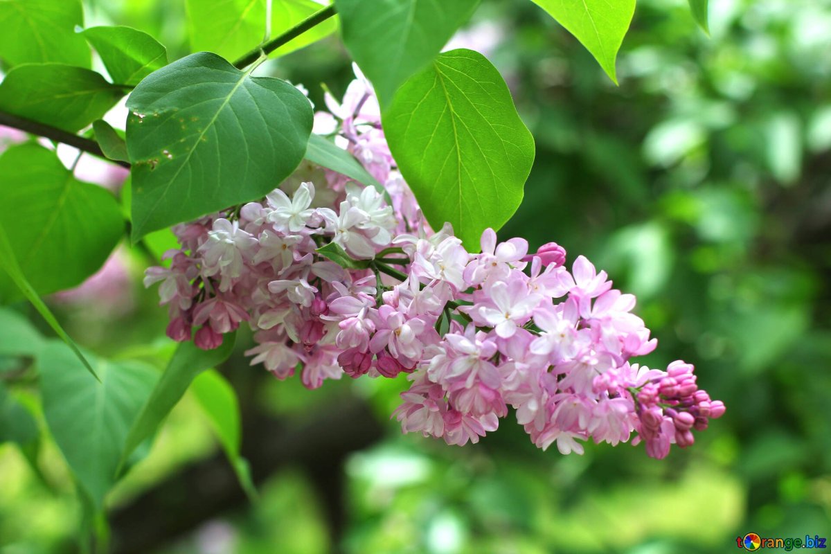 Сирень микс