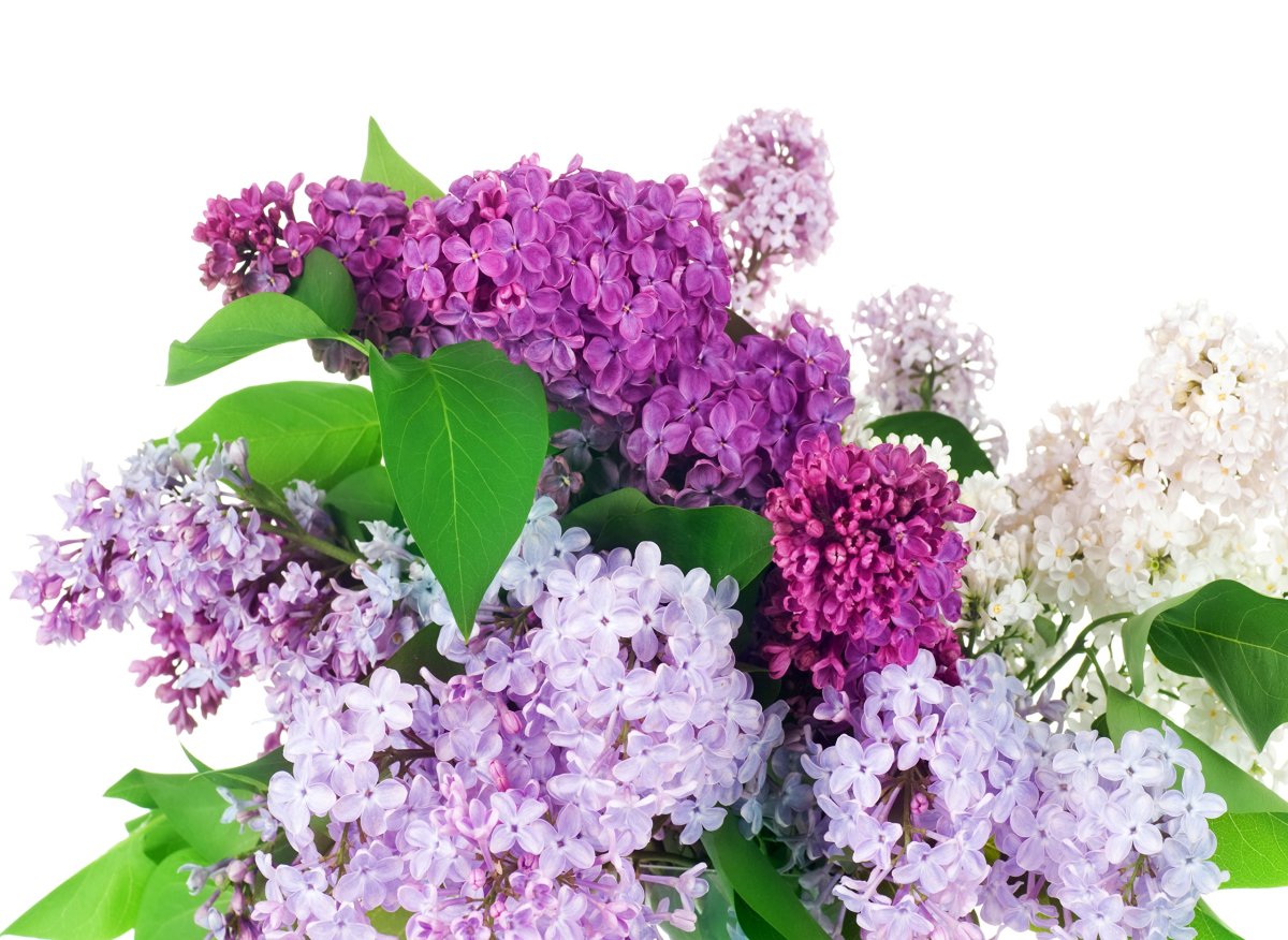 «Букет сирени» (1882) Мане