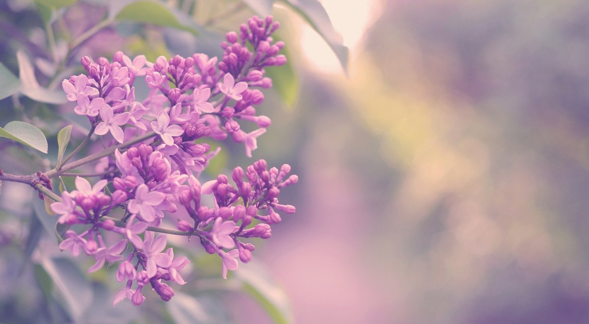 Сирень Маршал Соколовский