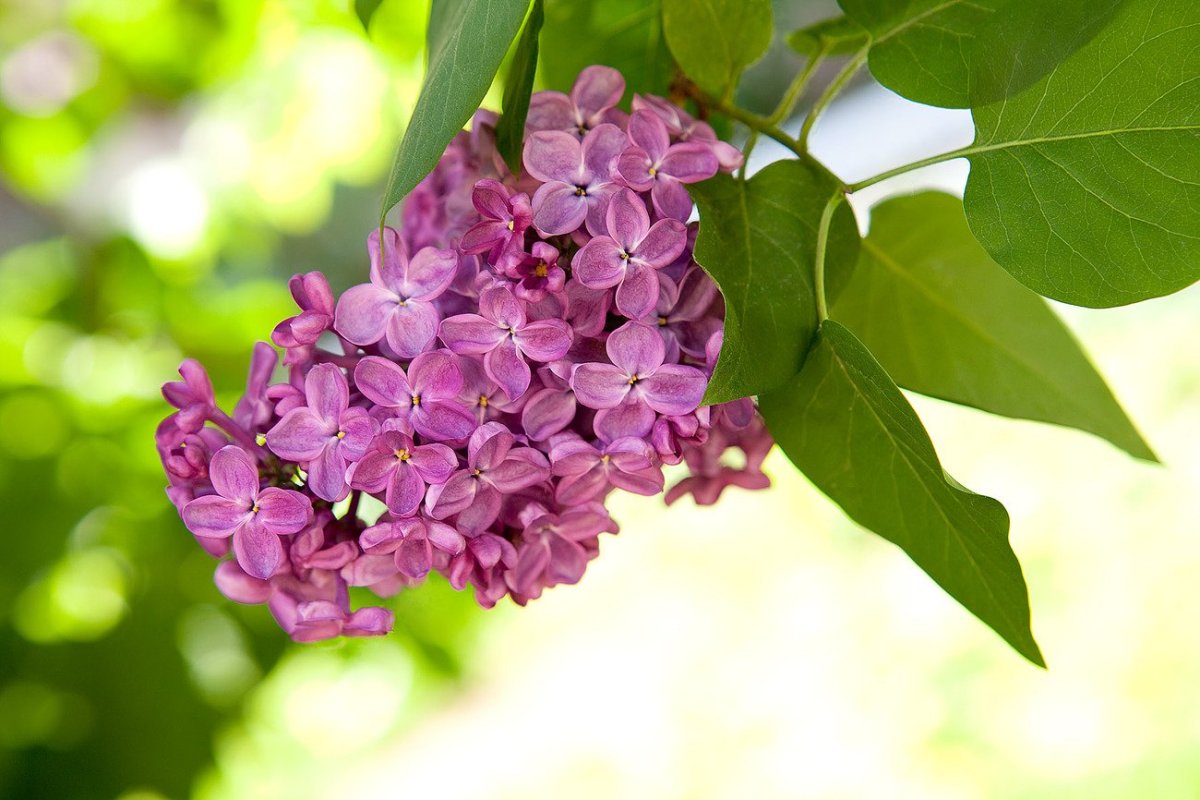 Весна цветы сирень