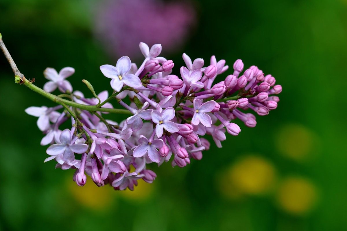 Сирень темно фиолетовая