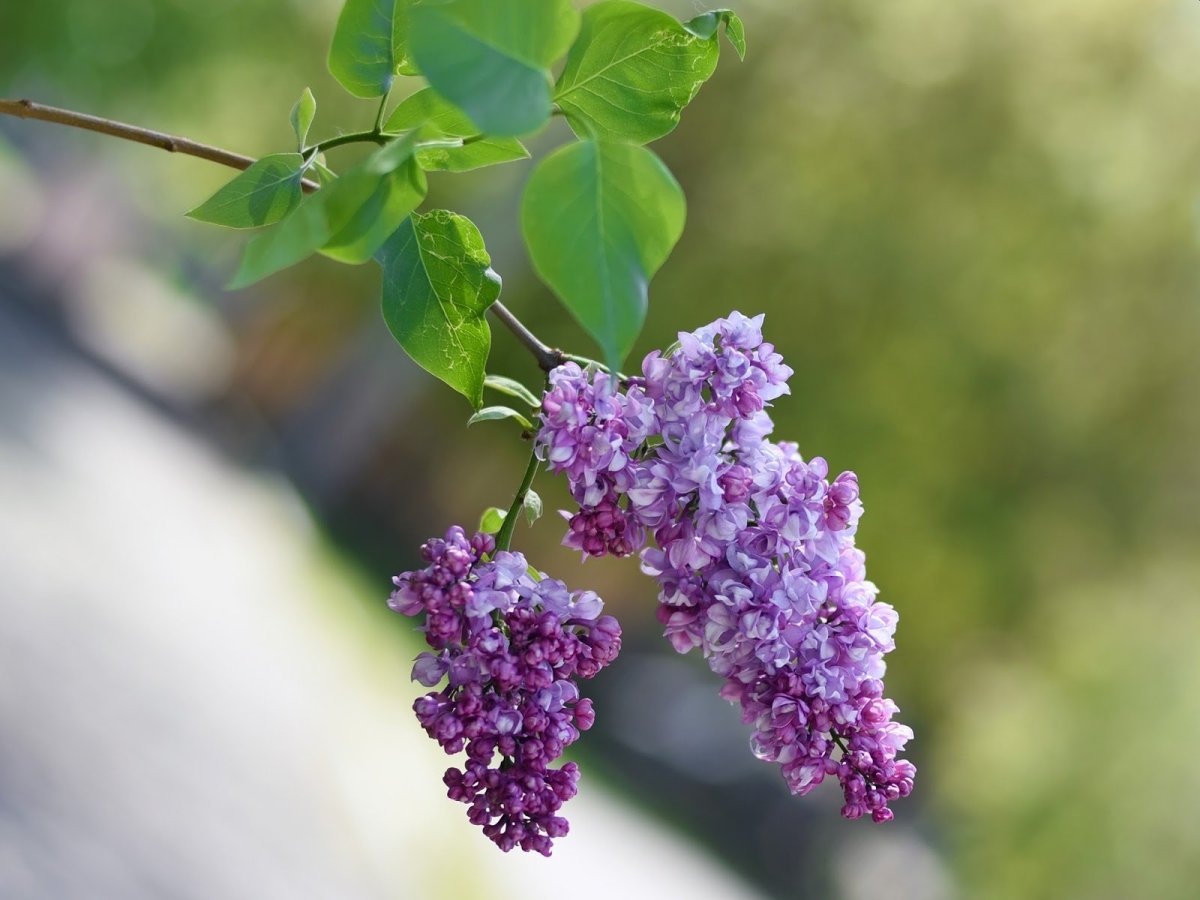 Сирень Генри Мартин