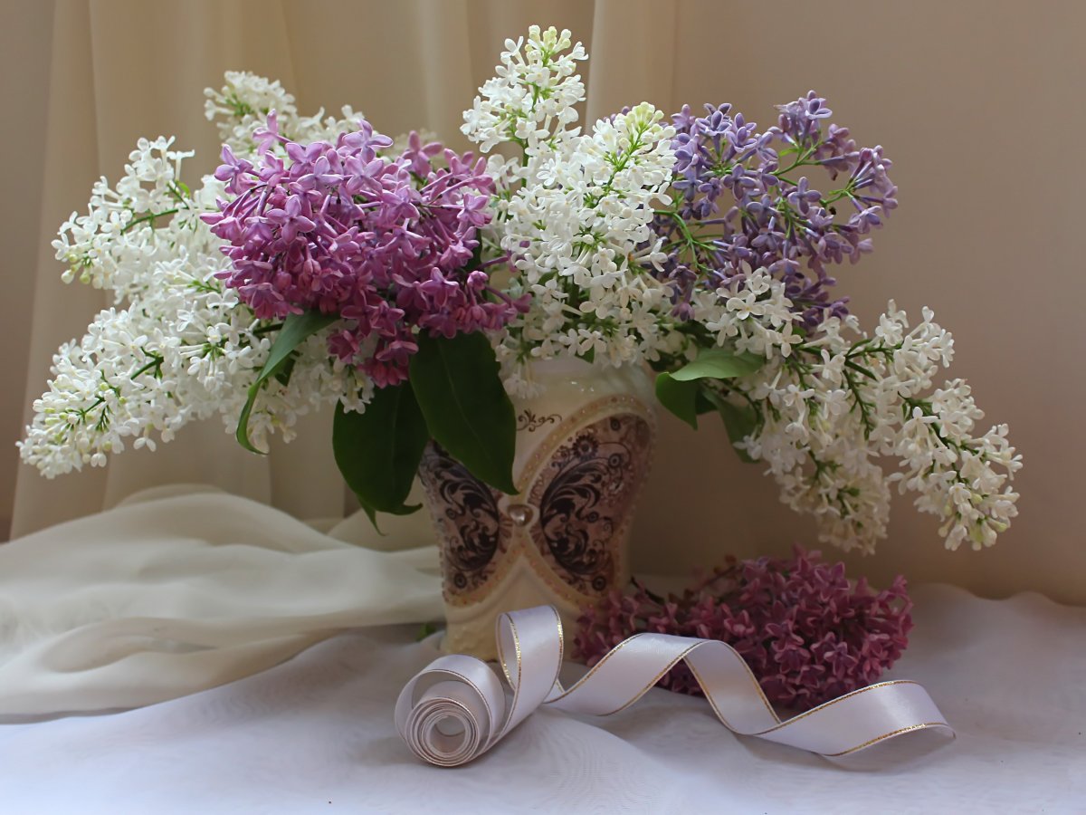 Семилистная сирень