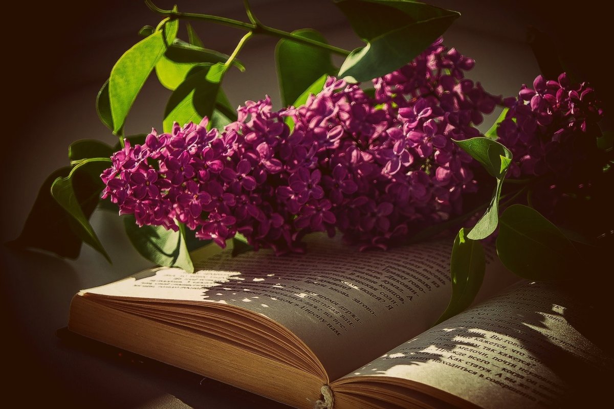 Побег сирени