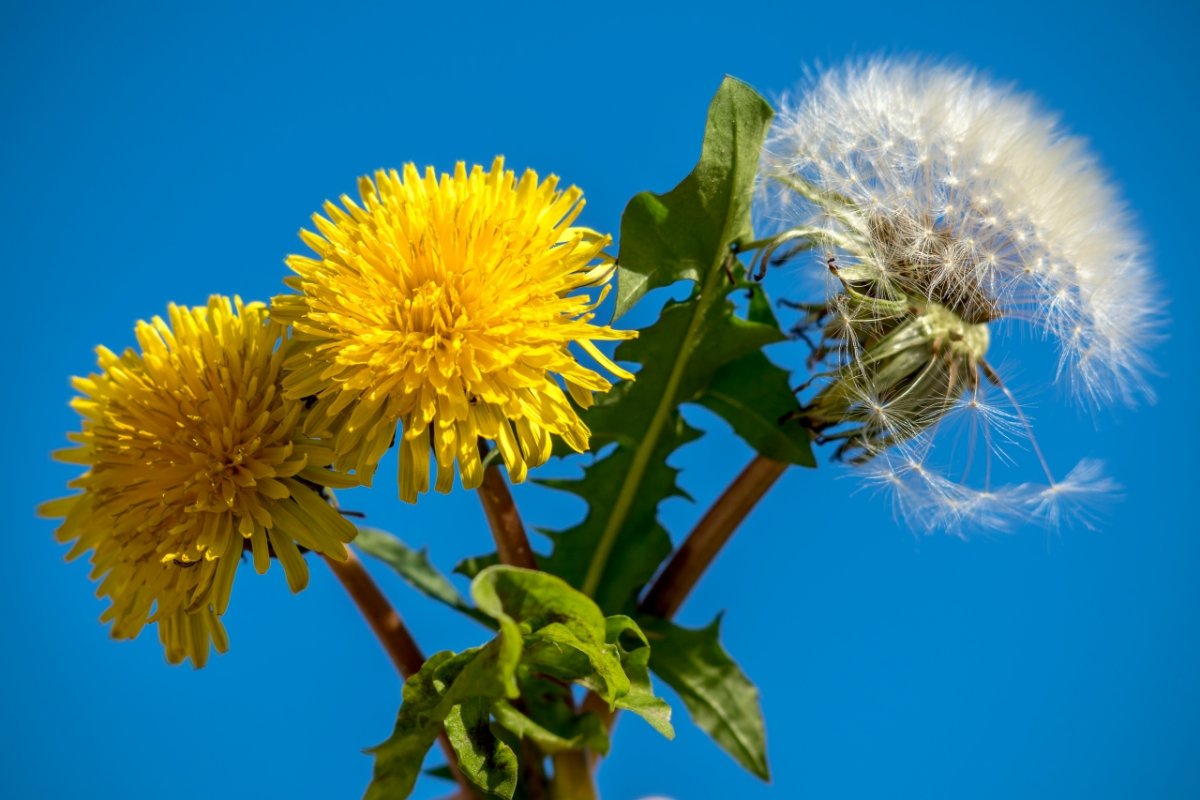 Кронштадт одуванчики