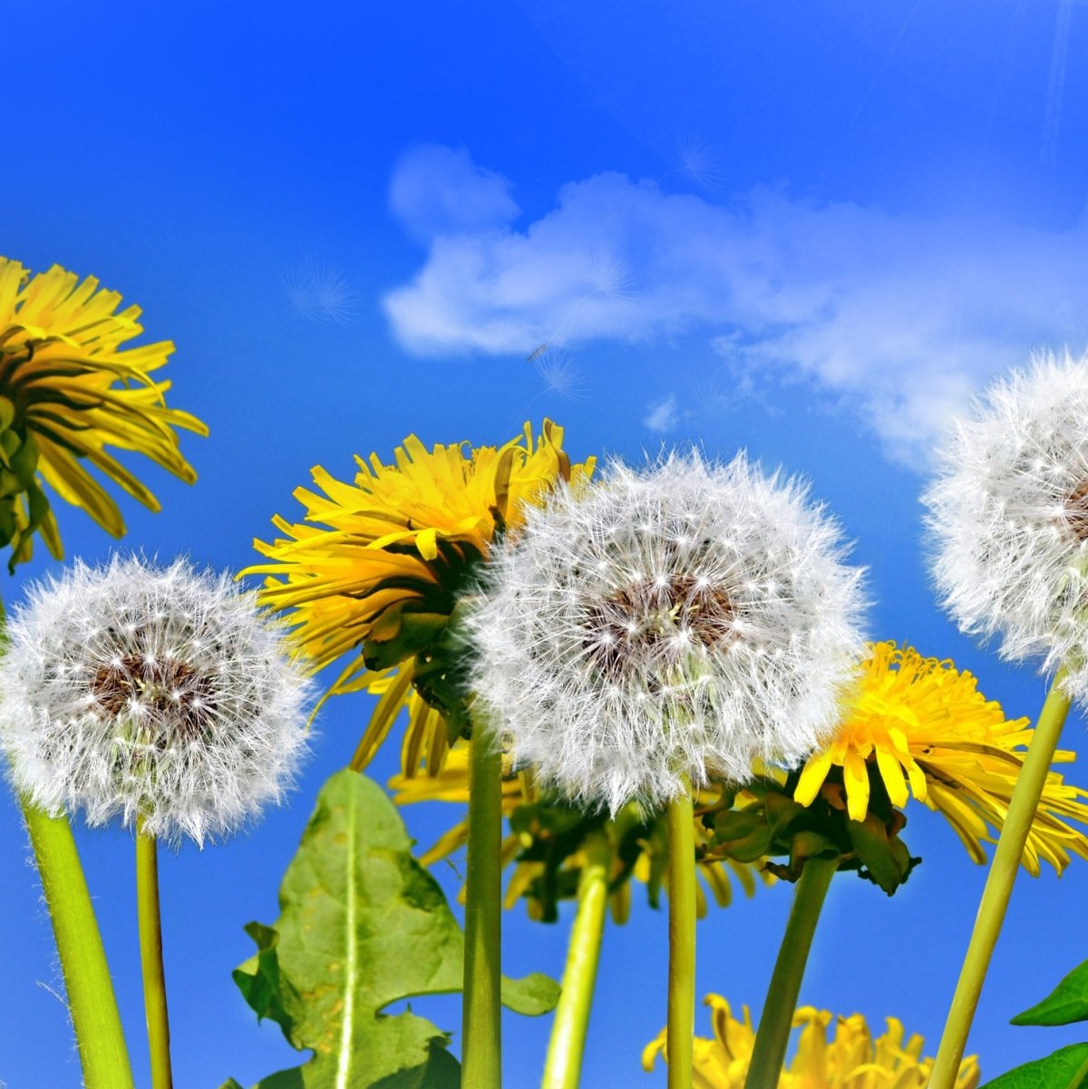 Одуванчик цветок