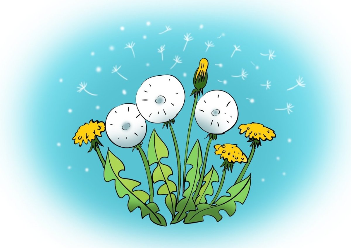 Одуванчик рисунок