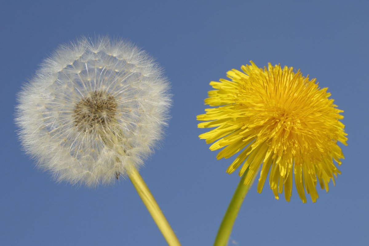 Одуванчик Аянский