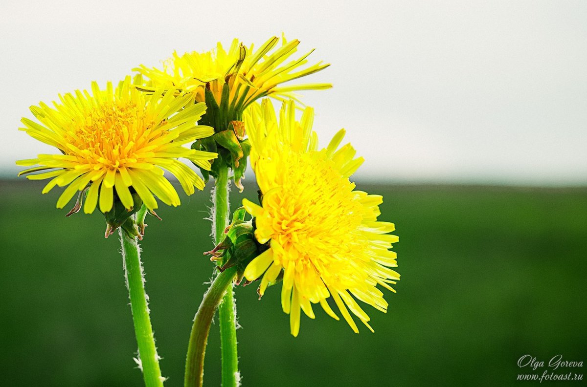Дио одуванчик