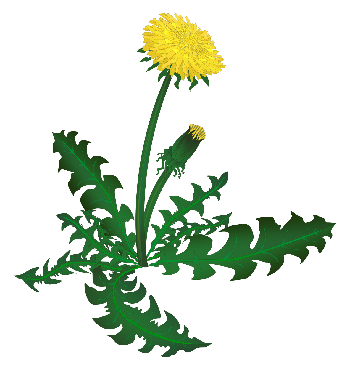 Одуванчик на белом фоне