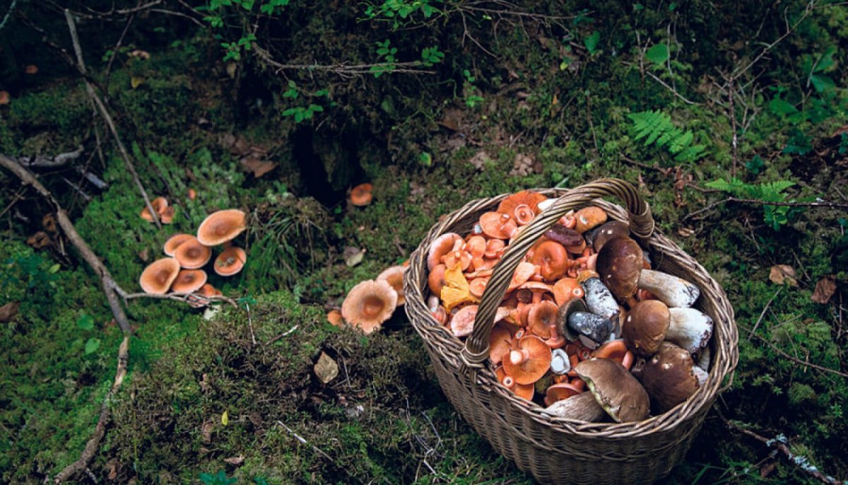 Собирание грибов в лесу