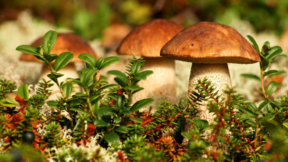 Грибная Поляна